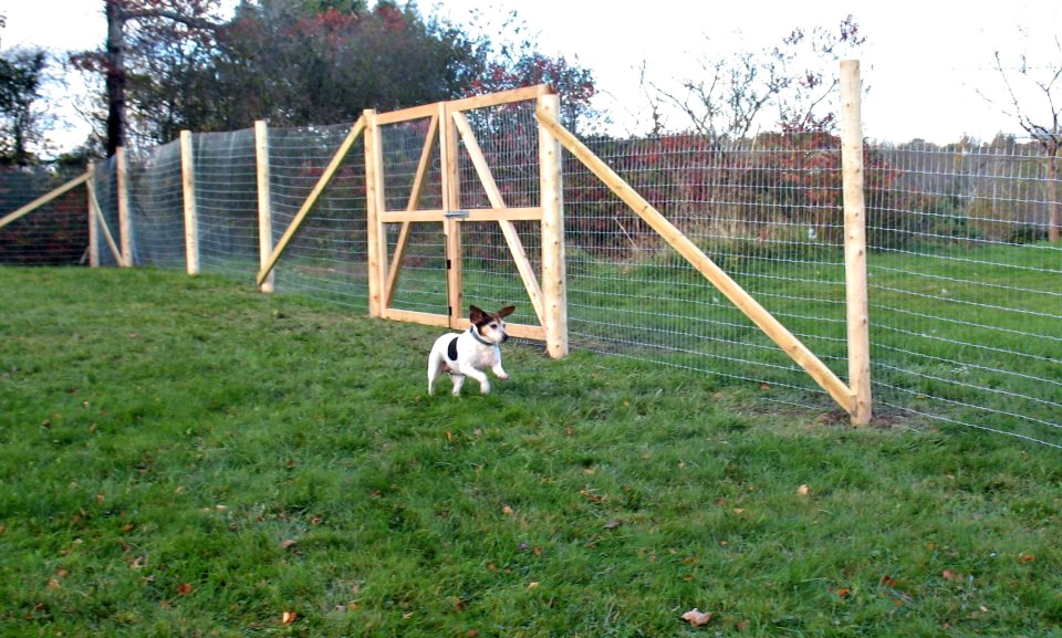 Everything You Need To Know About Dog Run Fencing 